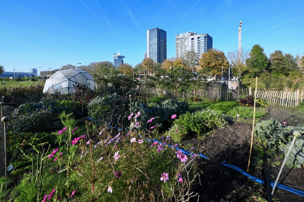 81407-Moestuinschool-2-4nov2024-e-v-eis